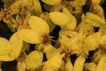 Woody goldenrod